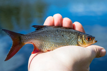 Rudd fishing trophy