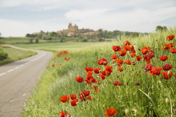 Red poppy flowers on a countryside road