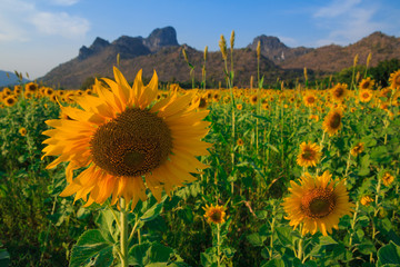 Beautiful landscape with sunflower field