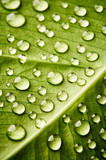 Fototapeta Na drzwi - Green leaf with drops of water