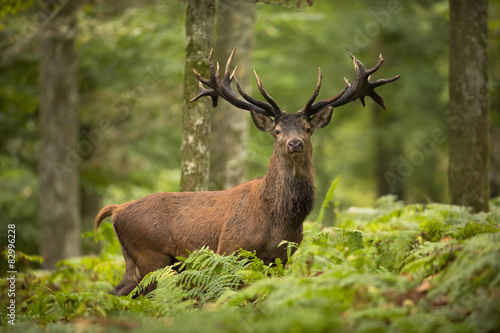 Naklejka na drzwi Cerf forêt