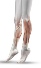 Poster - Close up of female legs with partial muscle map