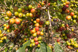 Fototapeta Kuchnia - Kaffeebaum mit Früchten