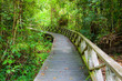 Boardwalk in dense rainforest