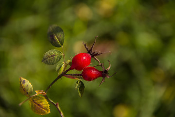 Wall Mural - autumn background of red wild rose