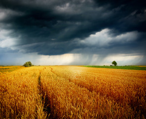 Poster - wheat field at storm