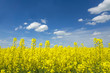 yellow rape field with blue sky