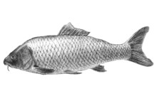 Illustration With Realistic Carp  Fish 