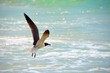 Seagull in flight at a Panama City, Florida beach