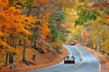 Wall Mural - Autumn road