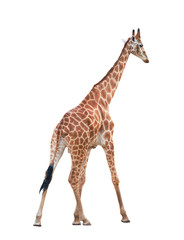 Sticker - giraffe isolated