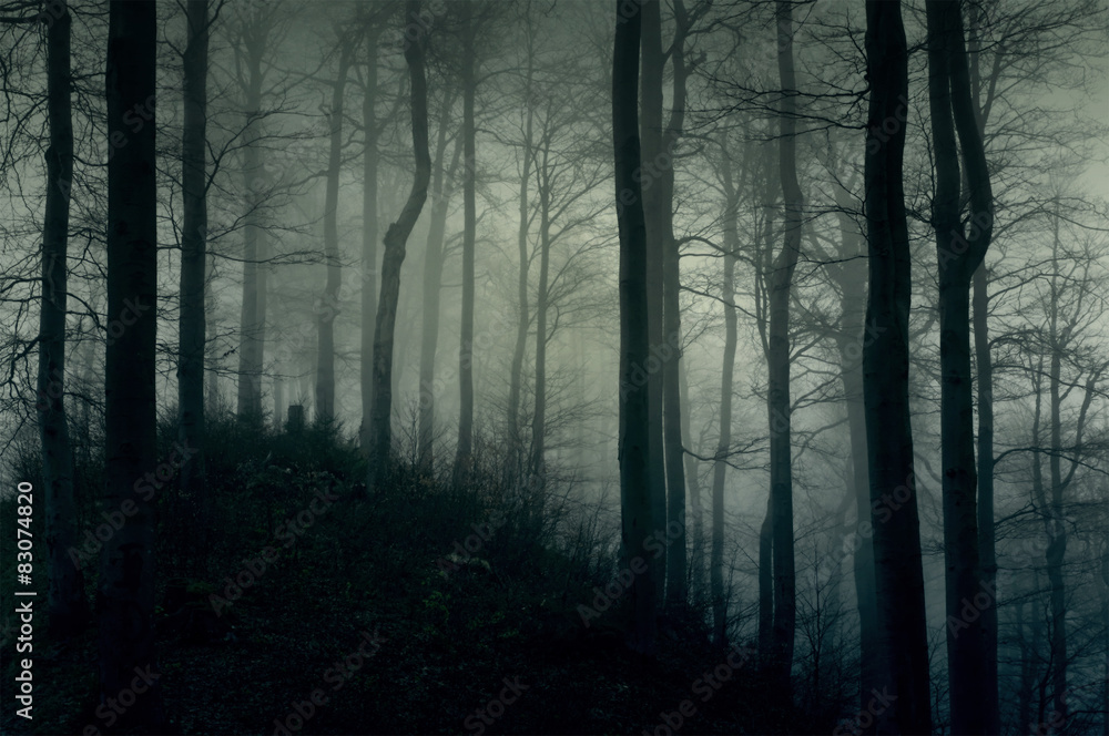 Ciemny, mroczny las w białej mgle - obrazy, fototapety, plakaty 