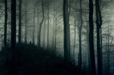 Fototapeta Las - Ciemny, mroczny las w białej mgle