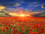 Fototapeta Kwiaty - sunset over poppy field