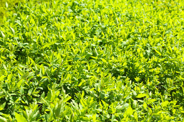 Canvas Print - Beautiful green bush close up