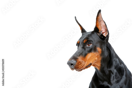 Portrait of dobermann pinscher Tableau sur Toile
