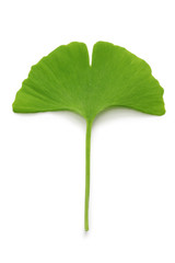 Wall Mural - ginkgo biloba leaf isolated on white background