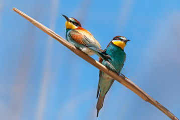 two european bee-eaters sitting on a reed