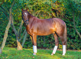 Wall Mural - Brown horse