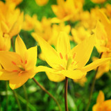 Fototapeta Tulipany - Yellow sunny flowers