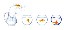 Goldfish Jumping Into Glass Aquarium, Isolated On White
