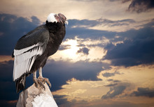 Andean Condor Against  Sky Background
