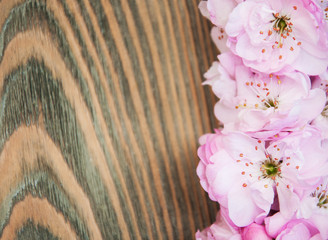 Sticker - Sakura blossom on a old wooden background