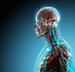 the human body (organs) by x-rays on blue background