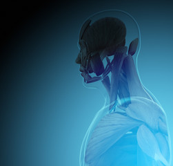Wall Mural - The human body (organs) by X-rays on blue background