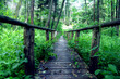 Drewniany most w środku lasu, Susiec, Polska