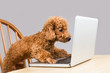 © ThamKC - Smart brown poodle dog typing and reading laptop computer