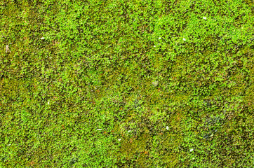 Moss background