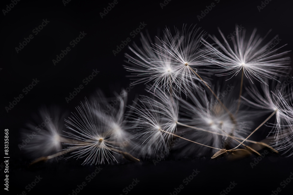 Dandelion seeds. Many dandelion seeds, close-up flower seeds. - obrazy, fototapety, plakaty 