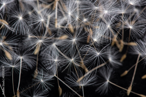 Naklejka - mata magnetyczna na lodówkę Dandelion seeds. Many dandelion seeds, close- up flower seeds.