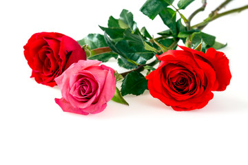 Poster - Roses over white background