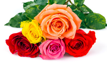 Poster - Roses over white background