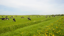 Herd Of Grazing Cows In A Meadow In Spring