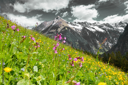 Fototapeta na wymiar Bergblumenwiese mit Berg in schwarz weiß im Hintergrund