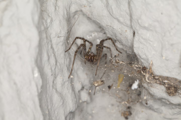 spider in  home