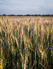 Fresh spring green and yellow wheat field ears