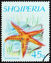 Mediterranean Comb Starfish (Albania 1966)