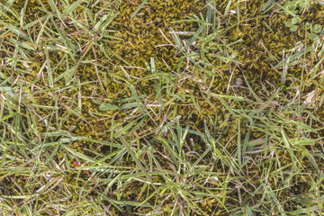 Green grass and moss texture