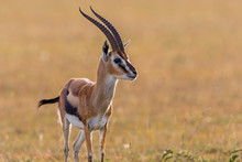 Thomson's Gazelle In Grassland