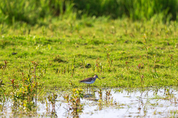 Sticker - Wood Sandpiper walking at the beach