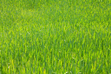 
Green Wheat Field