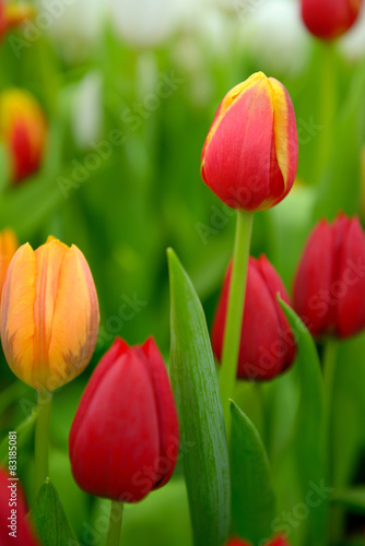 Naklejka nad blat kuchenny Tulip