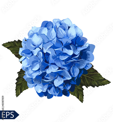 Fotomural Vector blue realistic hydrangea, lavender. Illustration of