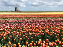 Tulip Field, Holland