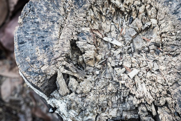 close up view of an weathered old driftwood stump that cracks sp