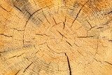 Fototapeta Las - Sawn pine texture